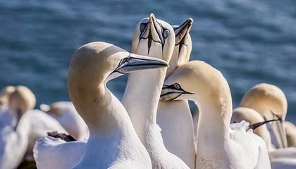 转会市场热闹，多队展开激烈角逐，转会足球队是什么意思